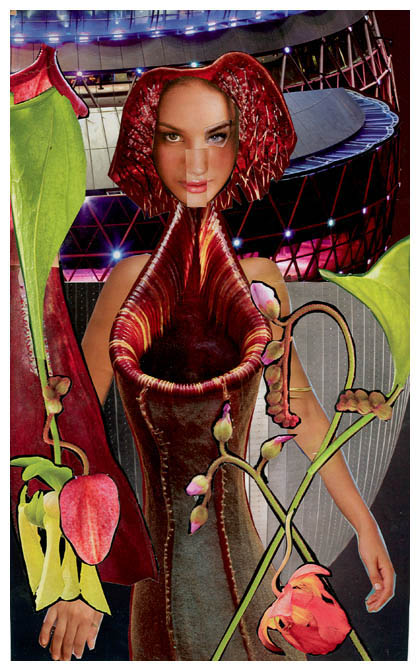 Pitcher Plant Woman Pitcher Plant Woman